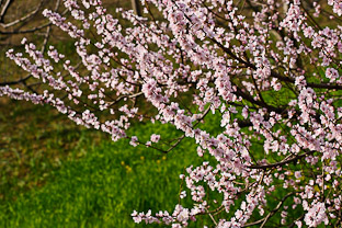 Долина Куллу - где яблони в цвету