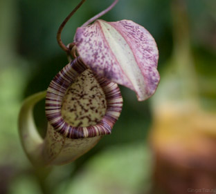 Что есть что в джунглях, или флора острова Борнео