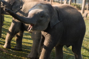 О роли слонов в непальском обществе. Репортаж из слоновьего питомника